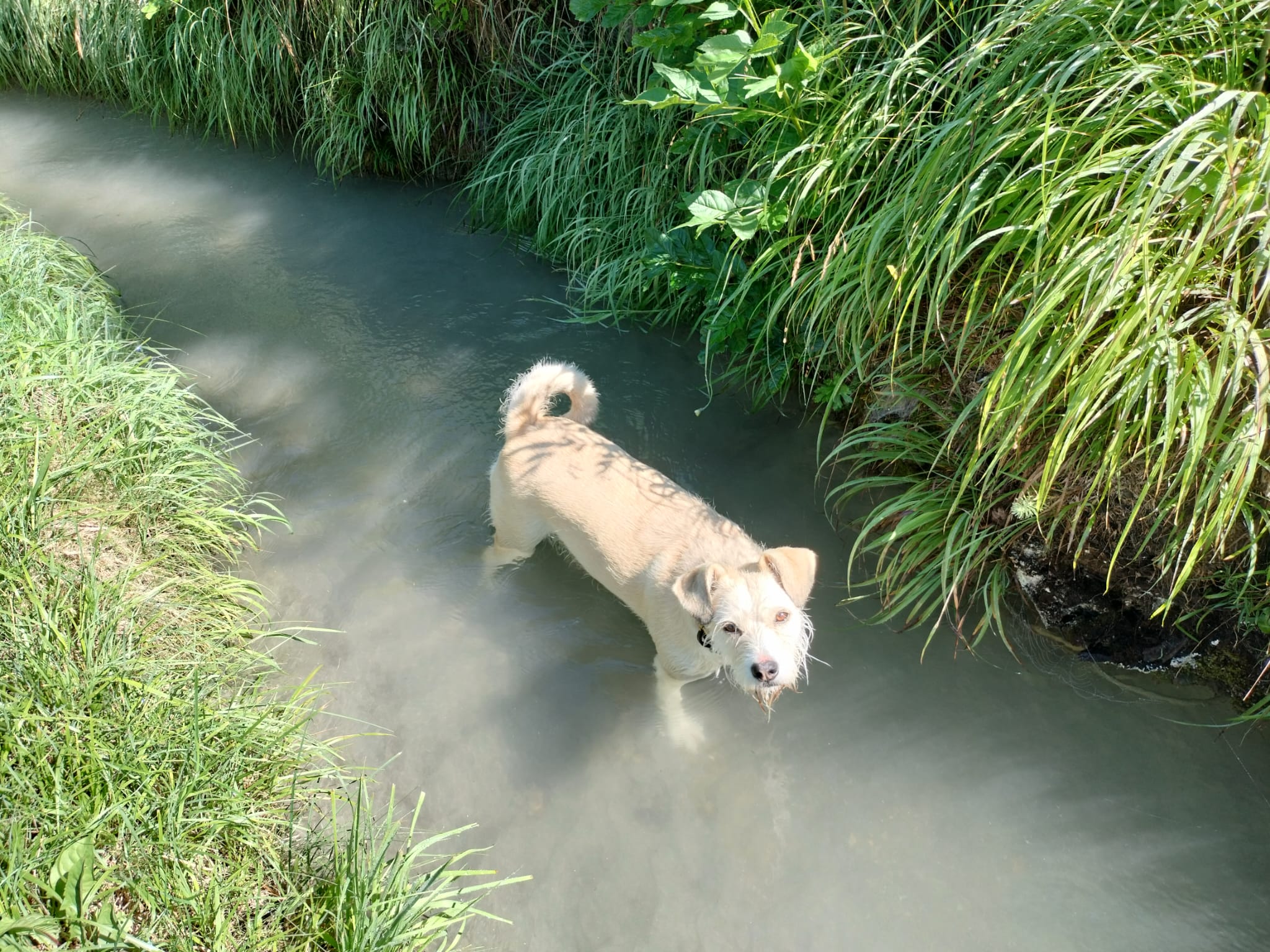 Sozialhund Amy in der Arbeit